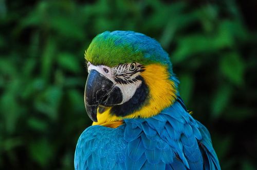 Photos du Voyage TABOUREAU : PARC DES OISEAUX - VILLARS LES DOMBES  ( SAMEDI 20 JUIN 2026 )