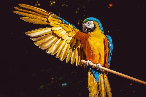 Photos du Voyage TABOUREAU : PARC DES OISEAUX - VILLARS LES DOMBES  ( SAMEDI 20 JUIN 2026 )